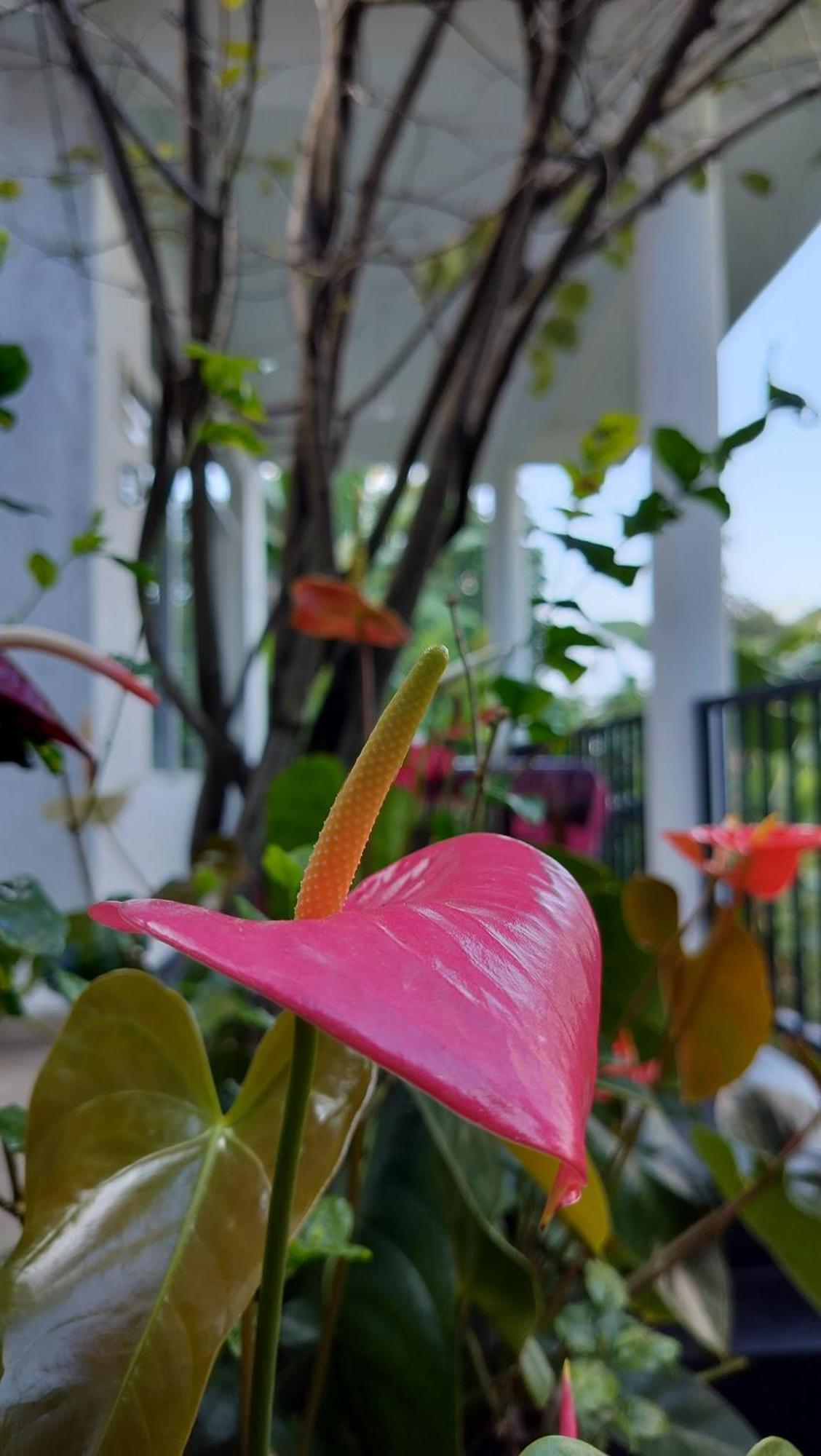 The Bliss Homestay 埃拉 外观 照片